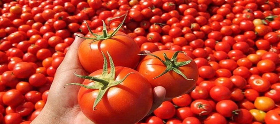 1 adet domatesin fiyatı 53 TL'ye yükseldi.